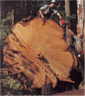 カナダの巨木断面写真